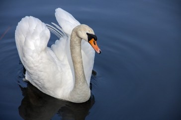 swan-319379_640