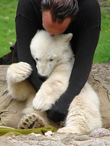 knut the polar bear